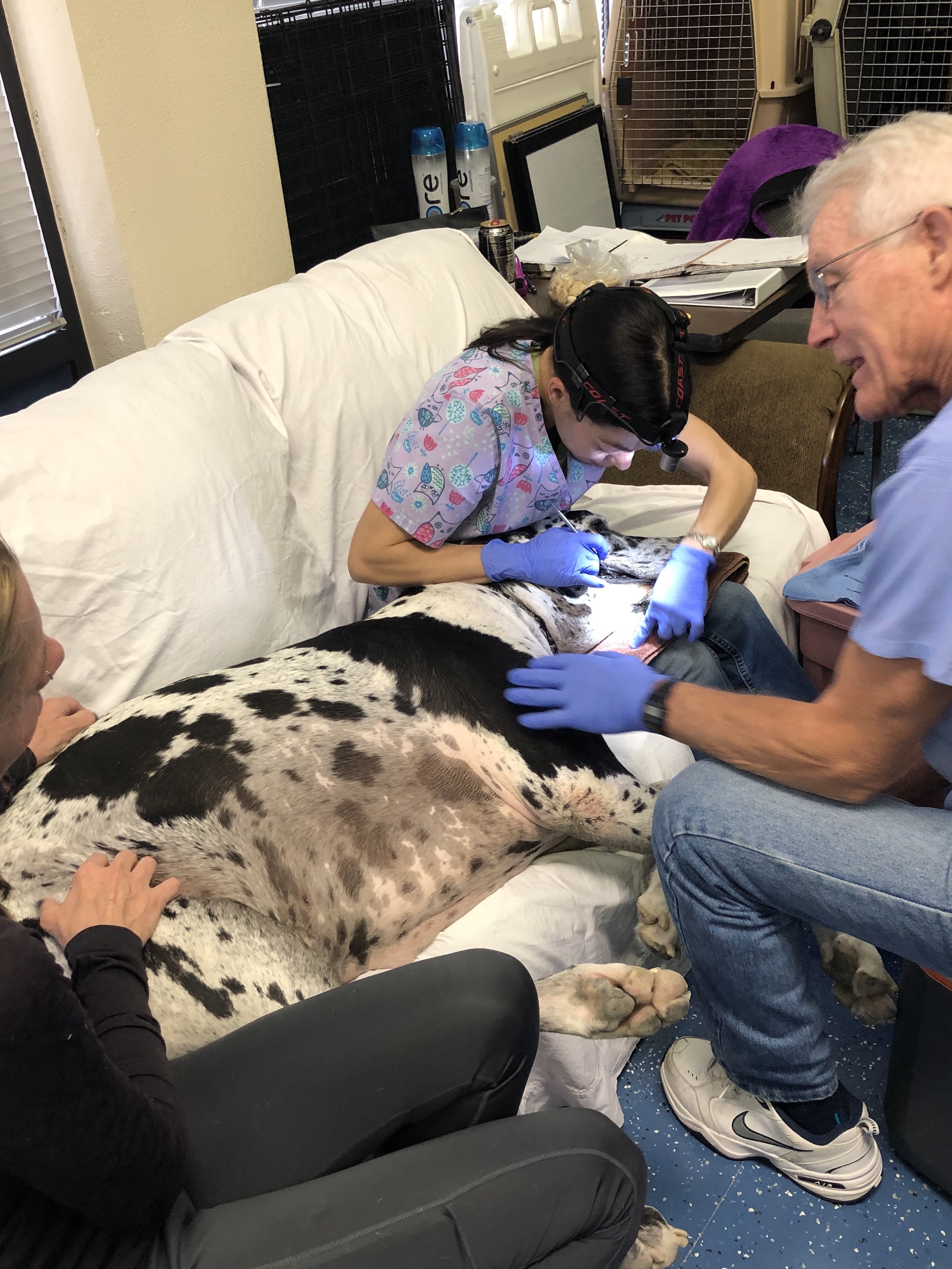 Proceure - large dog